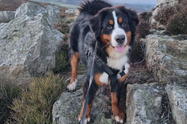 Augustus, the Bernese Mountain Dog