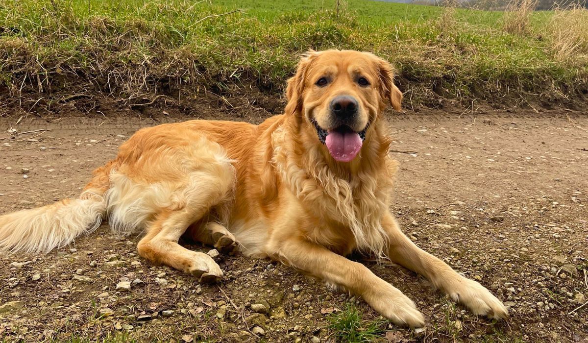 Doggy member Barney, the Golden Retriever, lying down on a muddy track enjoying a break on his weekend hike in York
