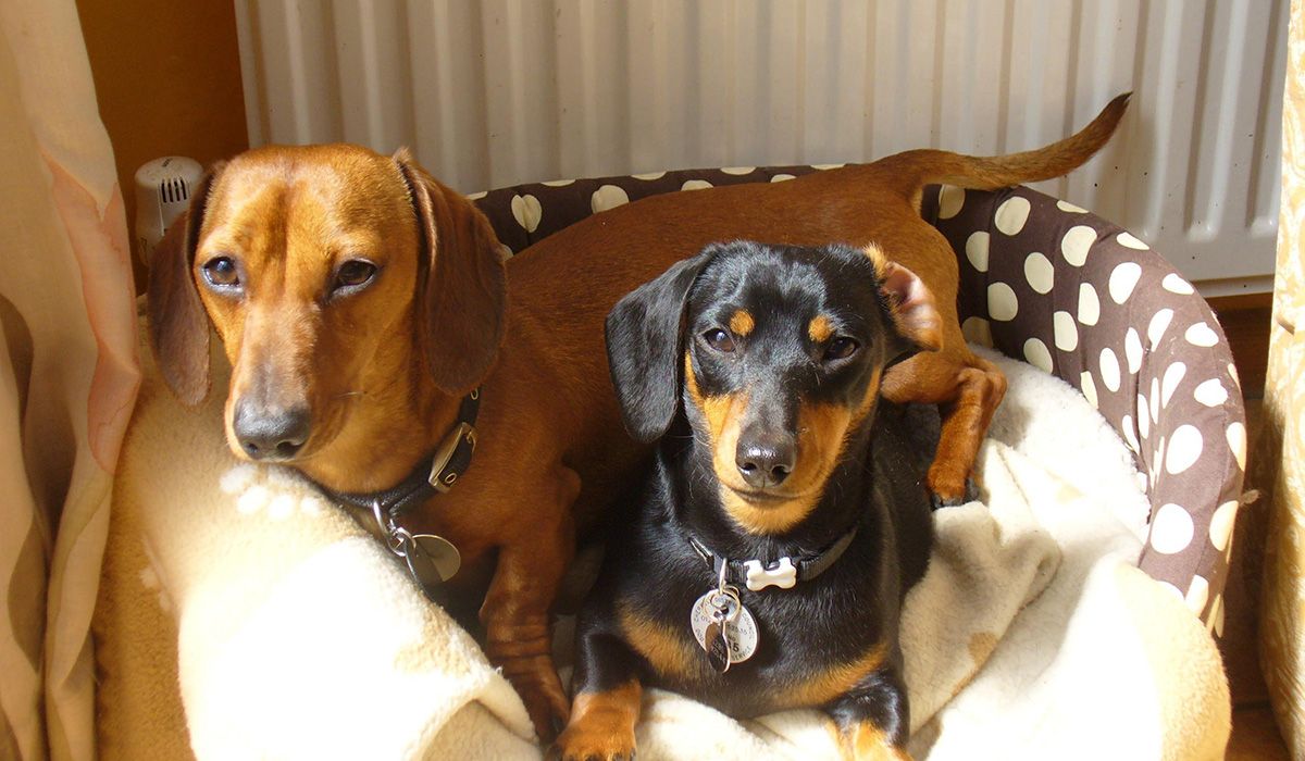 Mimi and Rio cuddle up in a dog bed, looking cosy