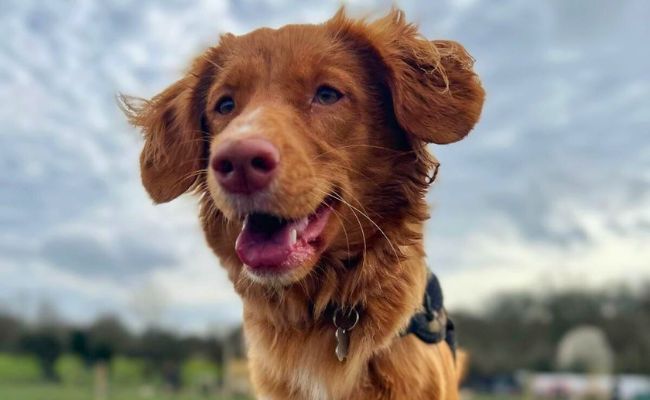 Doggy member Willow, the Nova Scotia Duck Tolling Retriever smiling happily after a good run around in the local dog park