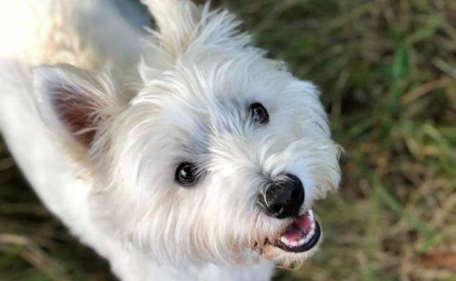 Millie, the West Highland White Terrier