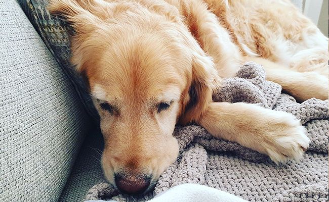 A Golden Retriever snoozing on a sofa covered with blankets