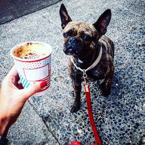 Doggy member Lotti looks longingly at a puppaccino
