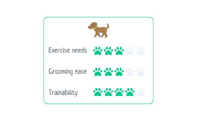 Tibetan Spaniel  Exercise Needs: 3/4 Grooming Ease: 3/5 Trainability 4/5