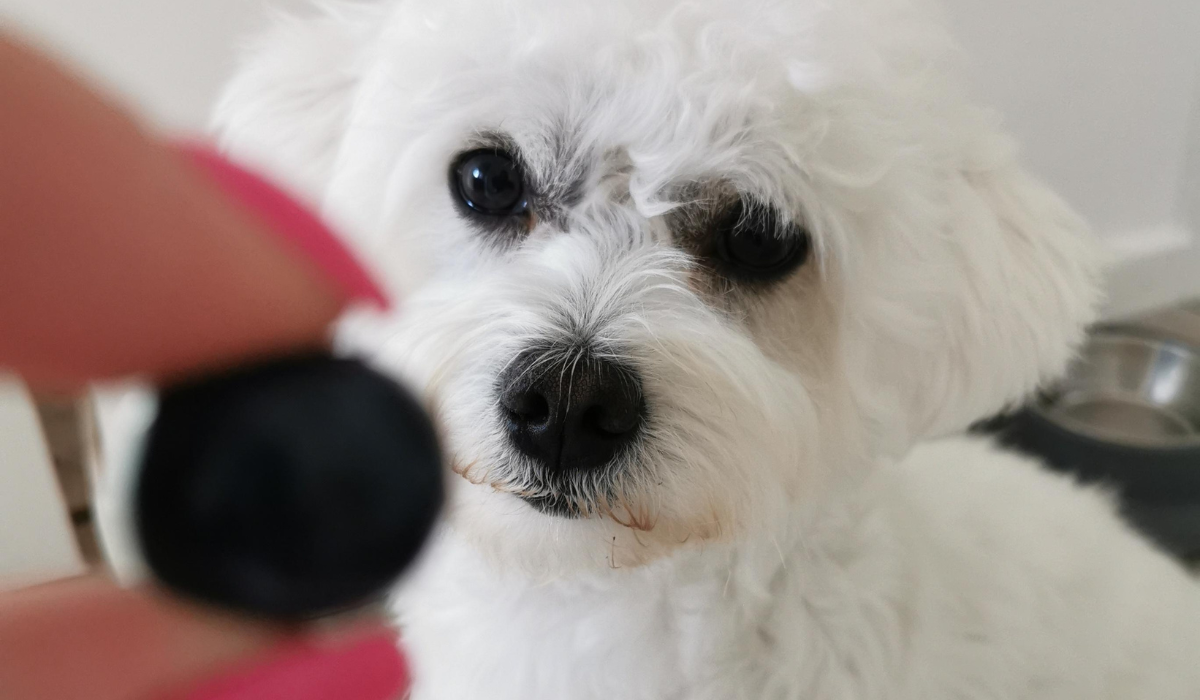 A cute, white fluffy dog is sat patiently focused on the blueberry their human is holding out in front of them. 