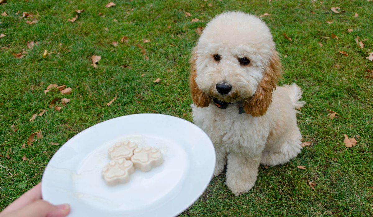 An adorable pooch sits patiently as a plate of yoghurt treats comes their way in the garden.