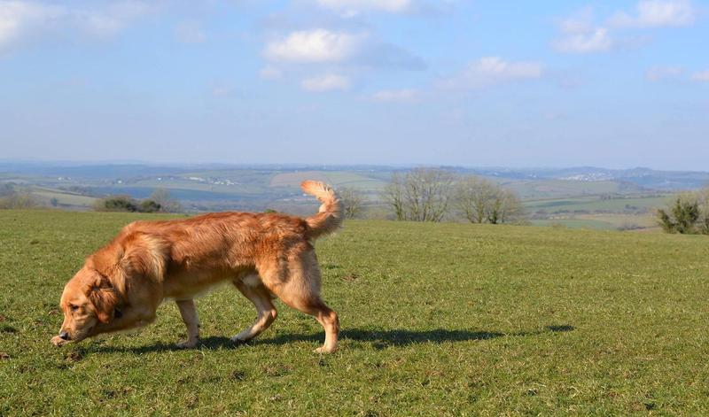 June Breed of the Month - Golden Retrievers