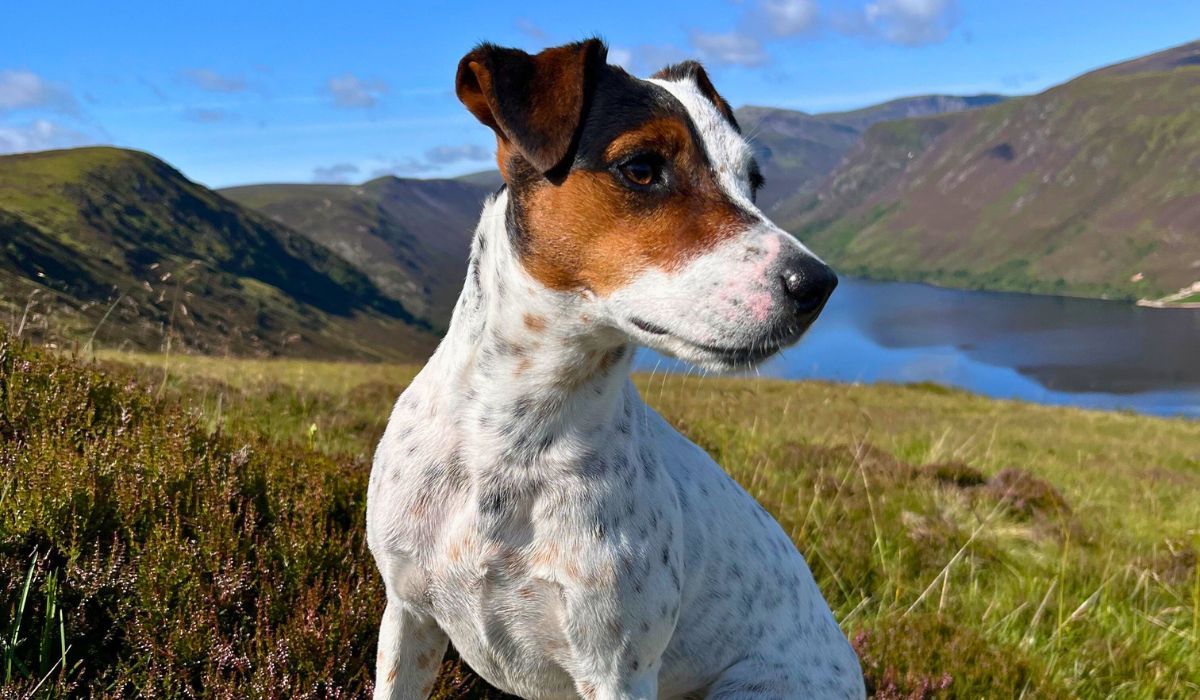 Doggy member Rio, the Jack Russell Terrier enjoying a scenic dog walk in Aberdeen