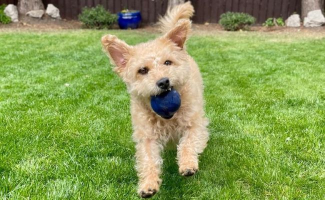 Doggy member Harry, the Patterdale Terrier, playing in the garden, leaping forwards with his ball in his mouth