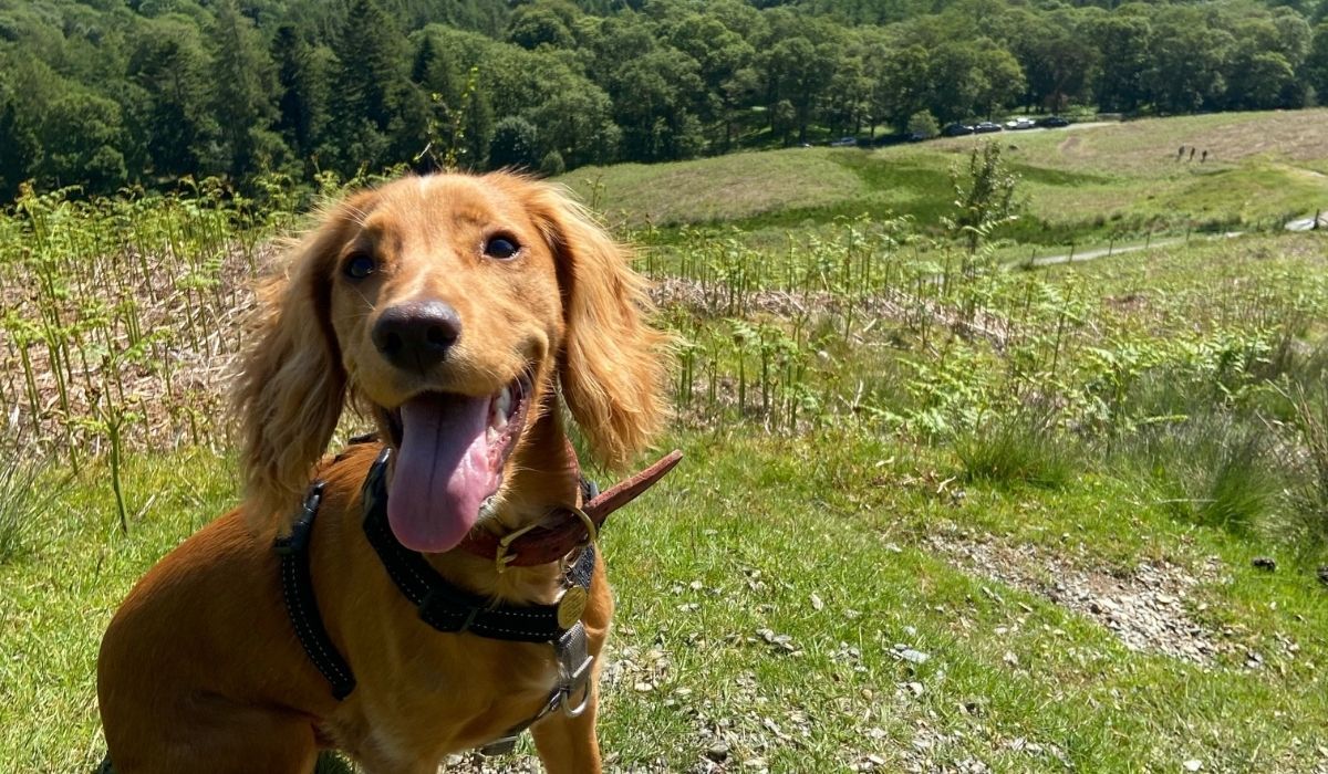 Best dog walks in Surrey