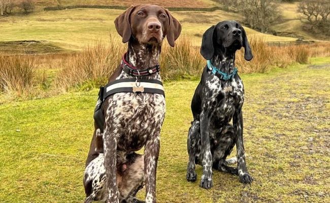 Otto and Odin, the German pointers