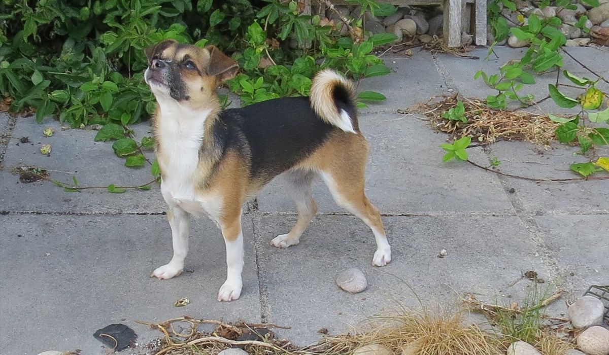 A small, black tan and white dog with a curly tail stands on paving slabs looking up at someone