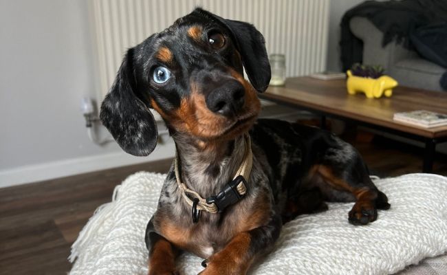 Doggy member Elvis, the Miniature Dachshund lying on a blanket in the comfort of his own home whilst his owner's are away