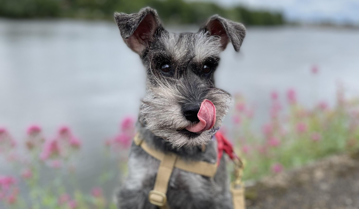 A small grey dog, with a thin face, wiry hair, bushy eyebrows and muzzle, and ears flopped in a v shape, curls their pink tongue up towards their nose, as they keep their eyes on a treat; sat in front of a lake, lined with pink flowers.