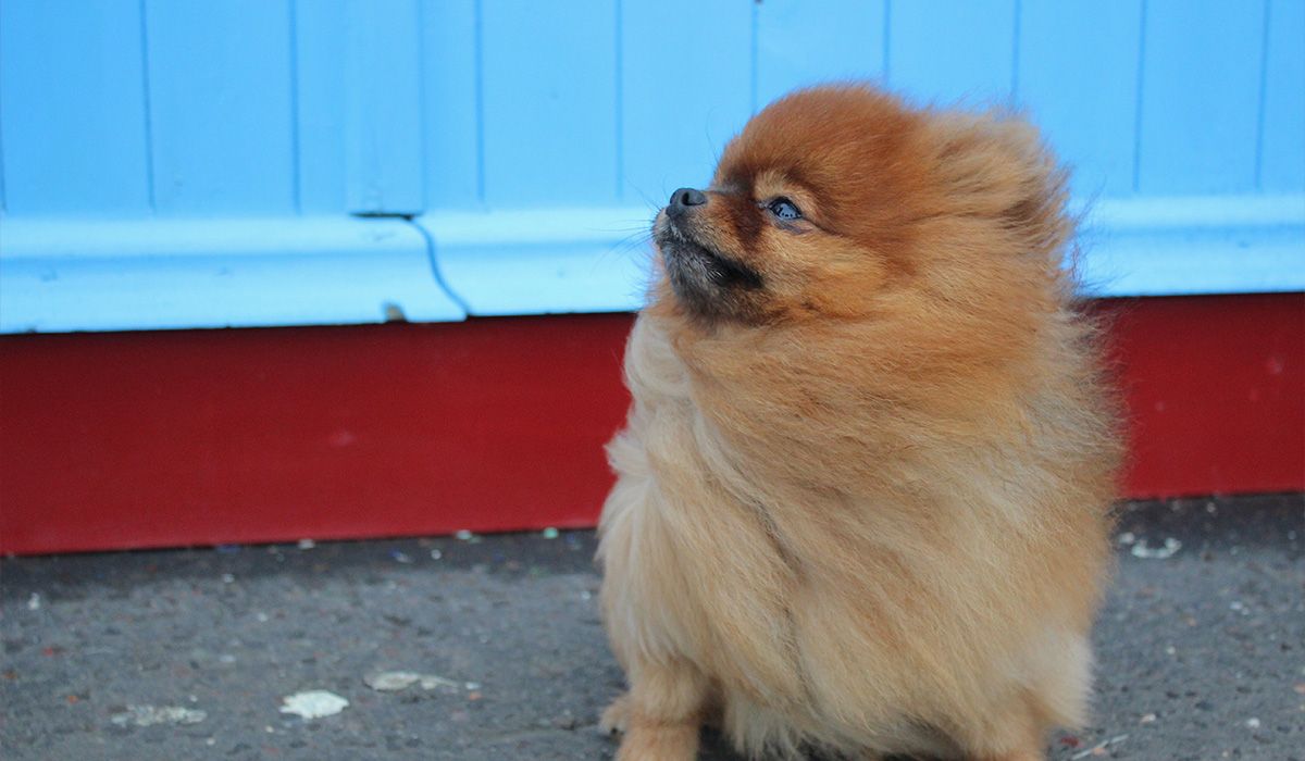 A small, fluffy dog sits outside in a strong wind with his fur blowing back dramatically