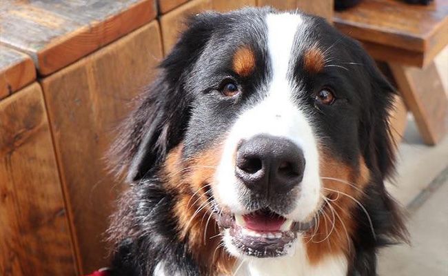 A beautiful dog with a black, tan and white coat looks earnestly into the camera