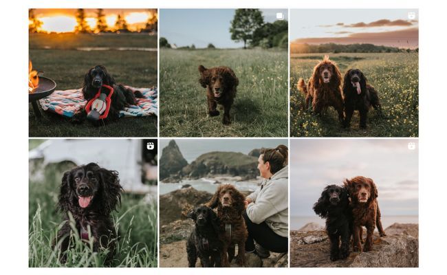 Steph & the Spaniels' Instagram grid