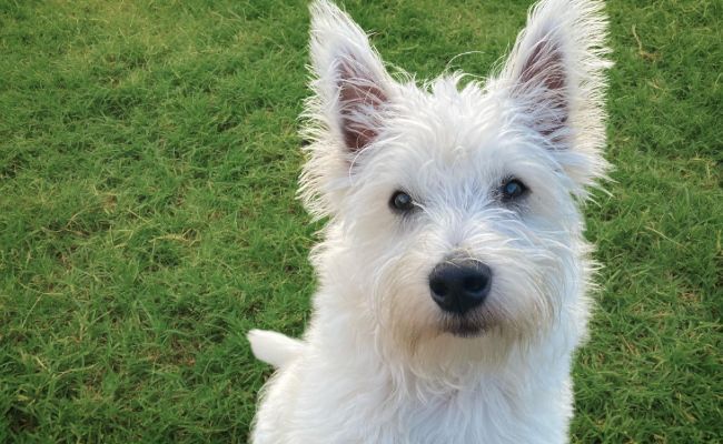 Stanley, the West Highland White Terrier