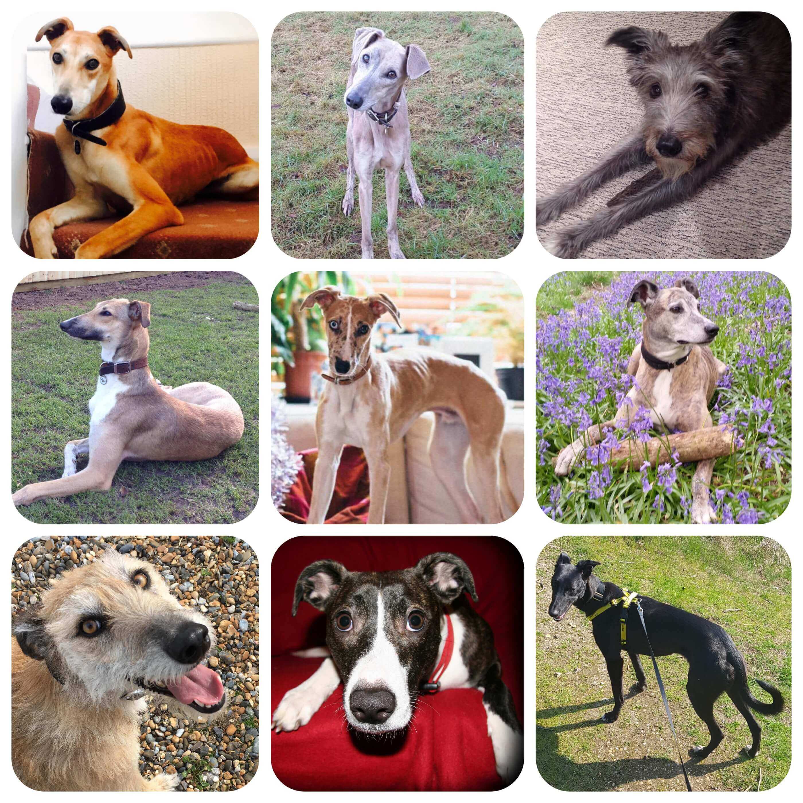 A collage of images of lurchers. They are all slim, fast-looking dogs but range a lot in colour, coat and size.