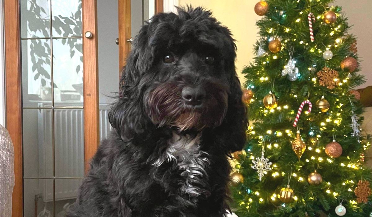 Beau the Cavapoo sat in front of a sparkly Christmas tree decorated with gold baubles and stripy candy canes