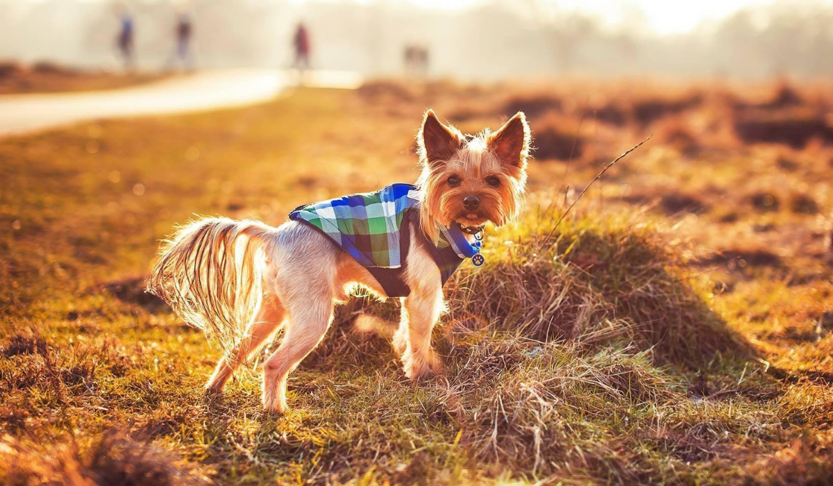 A small, beige dog with a long-haired tail, a square face, triangular, alert ears and a small button nose, wears a blue-check doggy jacket, standing on a small, grassy mound enjoying a winter's walk.