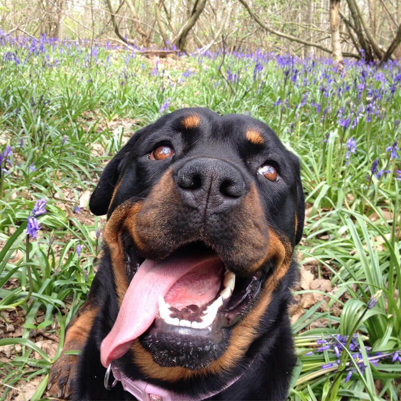 Doggy member Ruby