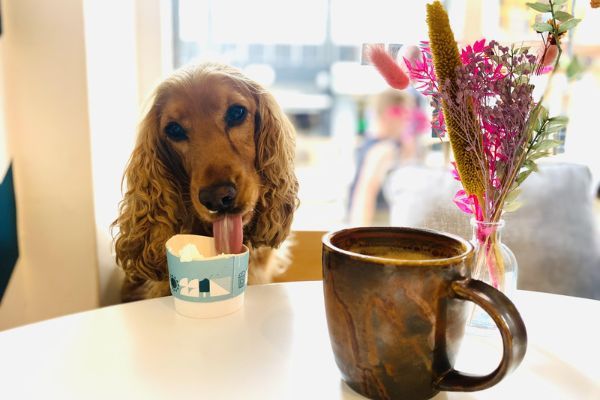 Doggy member Lucy the Cocker Spaniel enjoying a puppuccino at a table in a cafe