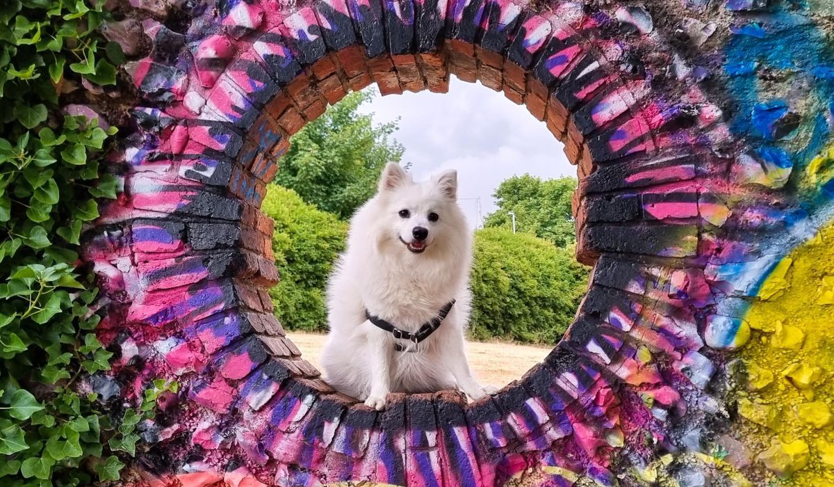 A white fluffy Spitz doggo stands in a purple bricked hole