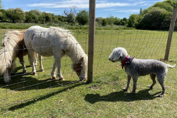 Freyja the Bedlington Terrier looking at the horses behind the wired fence grazing on the grass