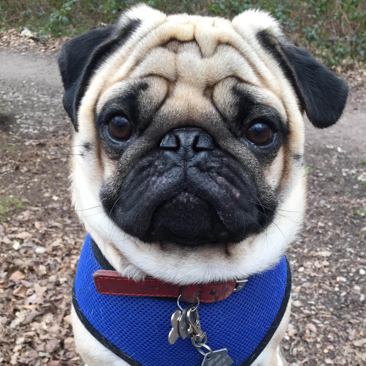 Angelo the pug looks straight at the camera