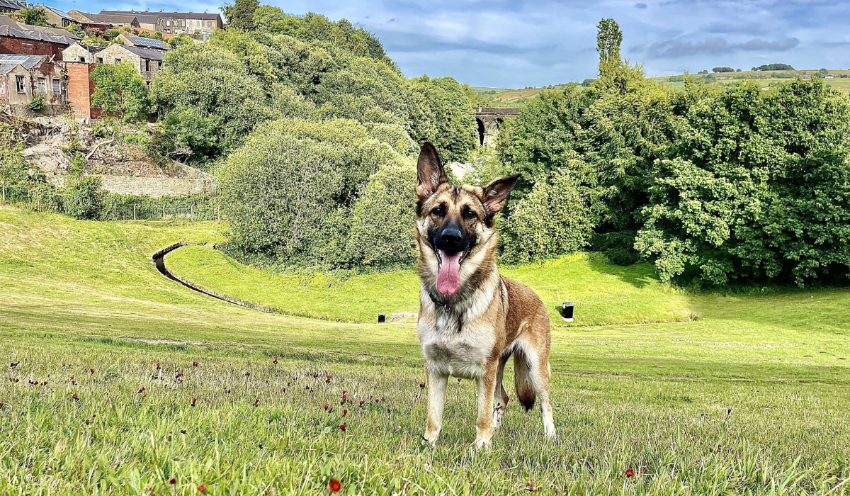 A beautiful German Shepherd Dog stands on the hill waiting patiently for a game of fetch. At the bottom of the hill is a small stream and just on from that a woodland. 