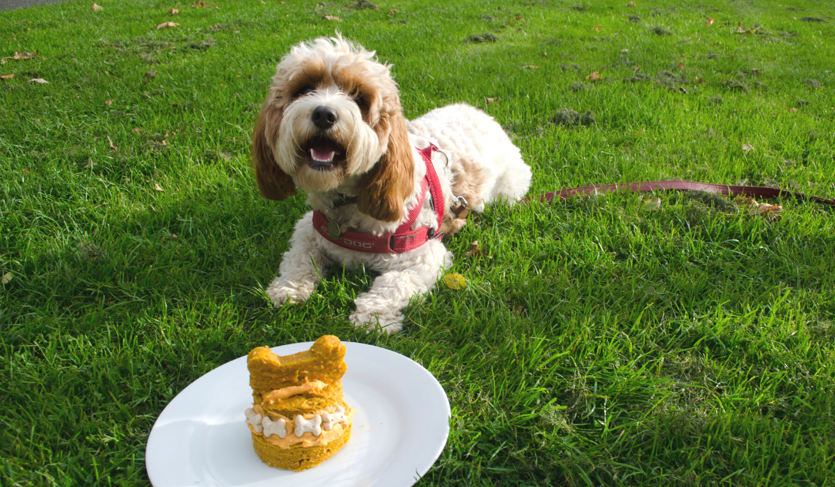 A cute, fluffy pooch is lying down behind a plate holding a very impressive Pumpkin and Peanut Butter Pupcake. The cake is decorated with little biscuit bones and topped with a bone shape piece of cake. 