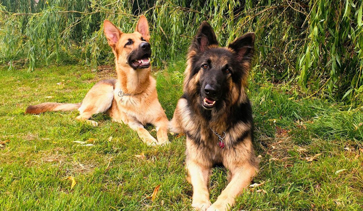 Doggy members Athena and Atlas, the German Shepherd Dogs enjoying a moment to rest after a pawsome walk in Blackpool!