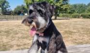 Dog Friendly Places To Eat In South East London BorrowMyDoggy
