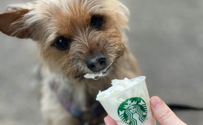Doggy member Toot, the Yorkshire Terrier enjoying a puppuccino at Starbarks