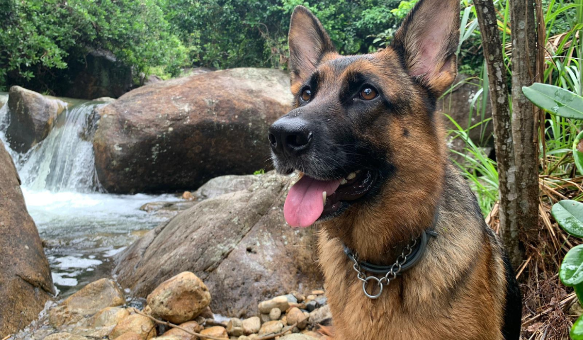 A friendly faced, large dog with a short tan and black coat, sits in front of a waterfall between large boulder rocks, the water falls into a pool surrounded by more rocks and pebbles.