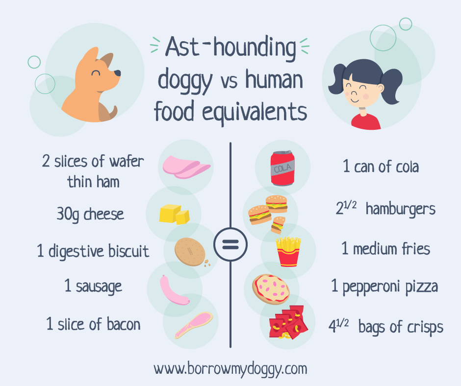 Ast-houding doggy vs human food equivalents