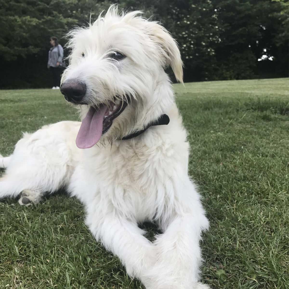 Doggy member Bear is a pure white Irish Wolfhound, pictured lying on grass