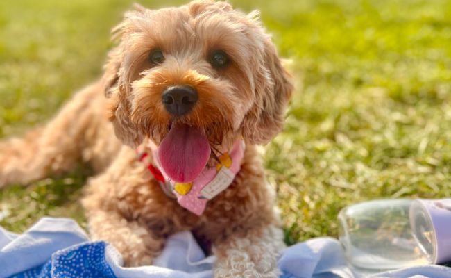 Penny, the Cavapoo taking a break from playing ball
