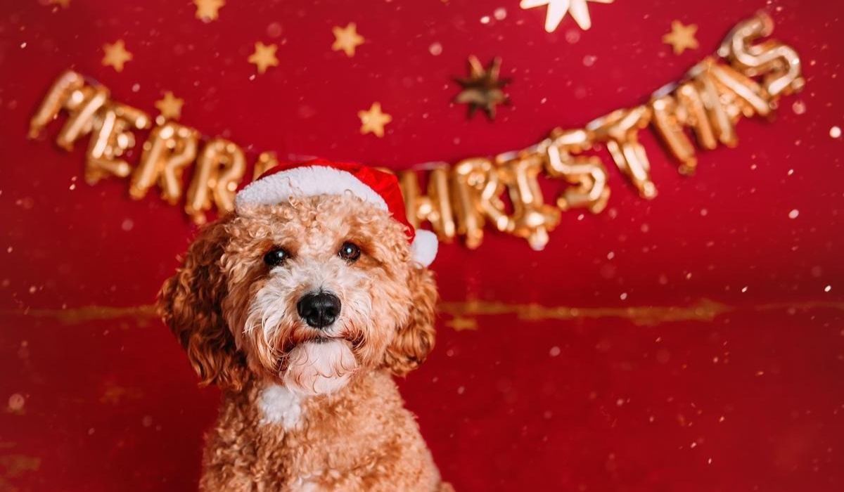 A cute apricot cockapoo sat wearing a santa hat in front of a red backdrop with a merry Christmas balloon arch and sparkly stars