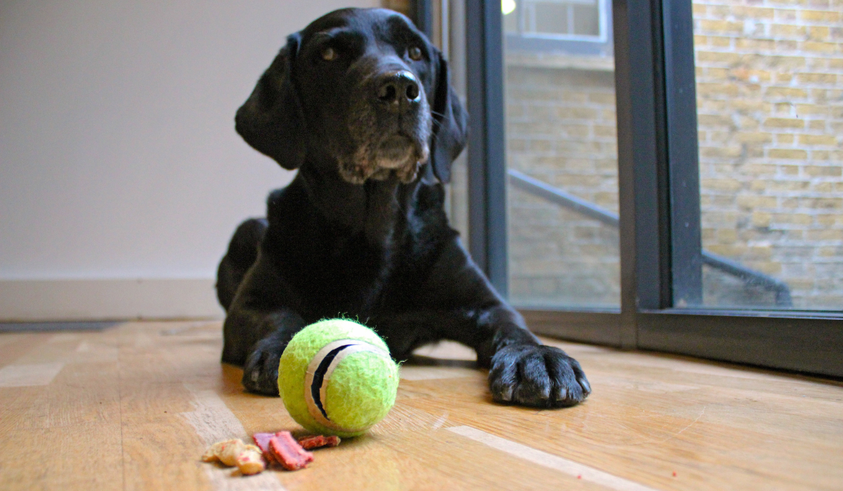 A patient, black Labrador Retriever waits behind the DIY tennis ball and treats toy, ready for the command to begin play.