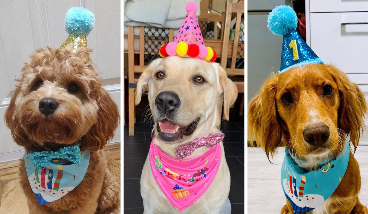 3 gorgeous, happy dogs wearing birthday party hats and birthday bandanas