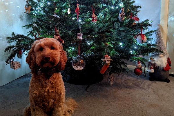 Norman, the Cockapoo, in front of a christmas tree