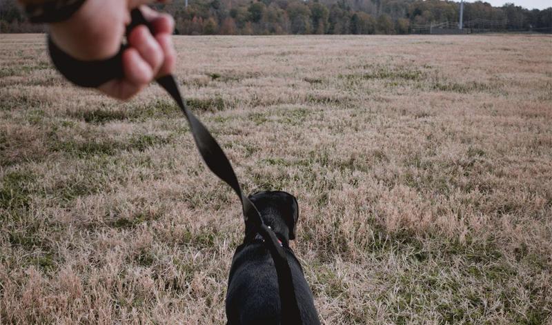 Dog lead safety