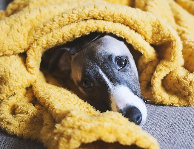 Ziggy is looking cosy and warm under a thick yellow blanket, with just his head poking out. 