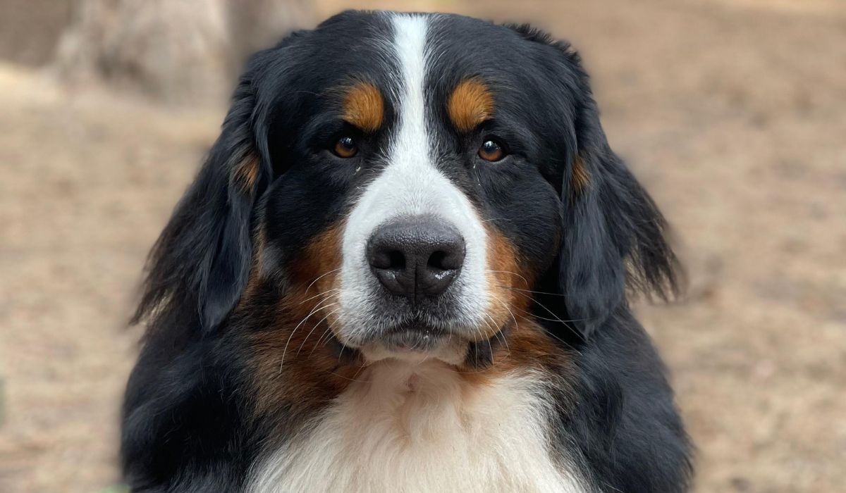 A beautiful Bernese Mountain Dog taking a moment to sit and rest on their afternoon walkies