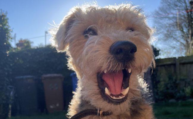 Griffin, the Lakeland Terrier