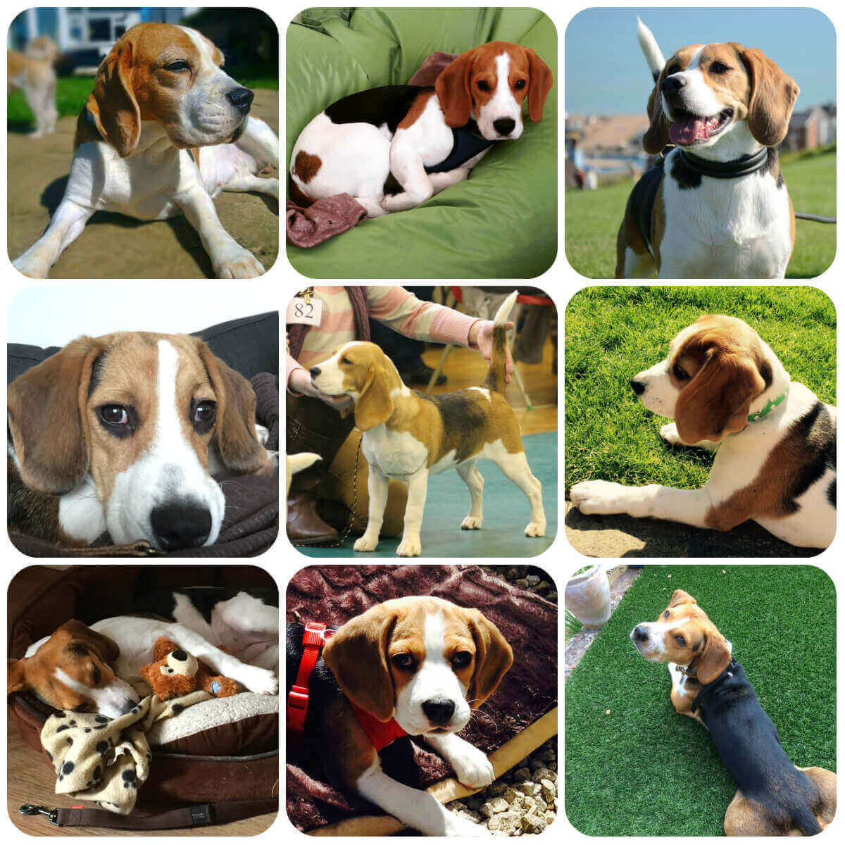 A collage of 9 photos of Beagles