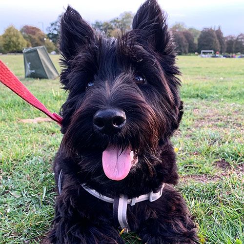 Hugo, Scottish Terrier, with their tongue out in a park, looks toward the camera