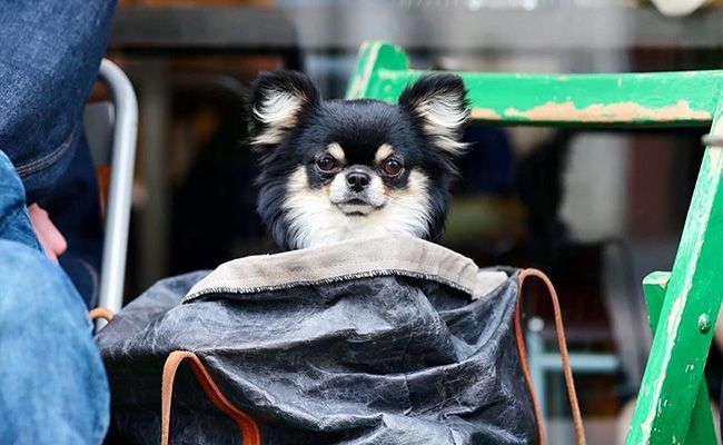 A small, black, tan and white dog pops their head up from inside a bag which is sitting on a chair at a cafe